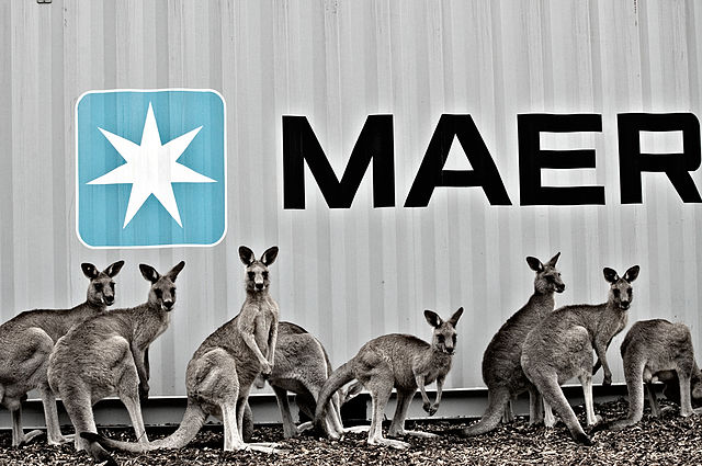 Kangaroos Next to a Shipping Container by Maersk line for Australia Fumigation Requirements