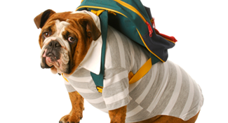 French Bulldog wearing backpack ready to fly