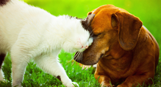 white cat and brown dachshund head nudge in grass