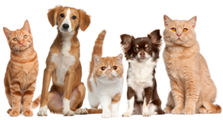 cats and dogs living in harmony ready to move