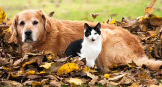 Shipping a Pet to Australia golden retriever black and white cat laying in leaves