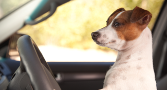 jack russel dog driving car ready to go overseas