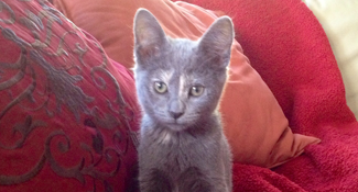 gray kitten on red couch saying take me with you