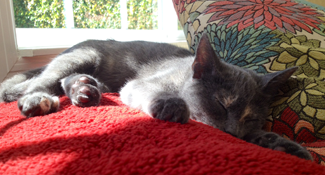 sleeping gray cat on couch laying in sun