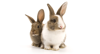 two bunny rabbits ready to move with you